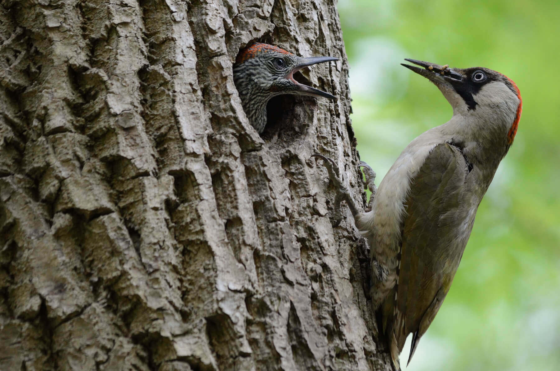 Green Woodpeckers